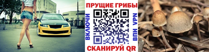 Псилоцибиновые грибы ЛСД  Дмитров 