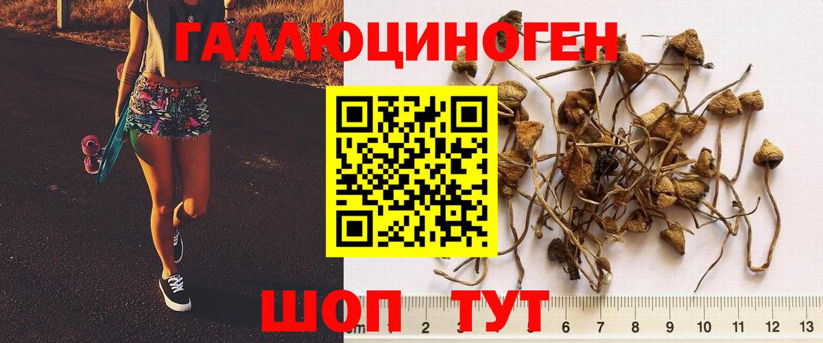 Галлюциногенные грибы прущие грибы  Дмитров 